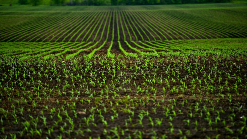 How Growing Corn is like Running a Nonprofit